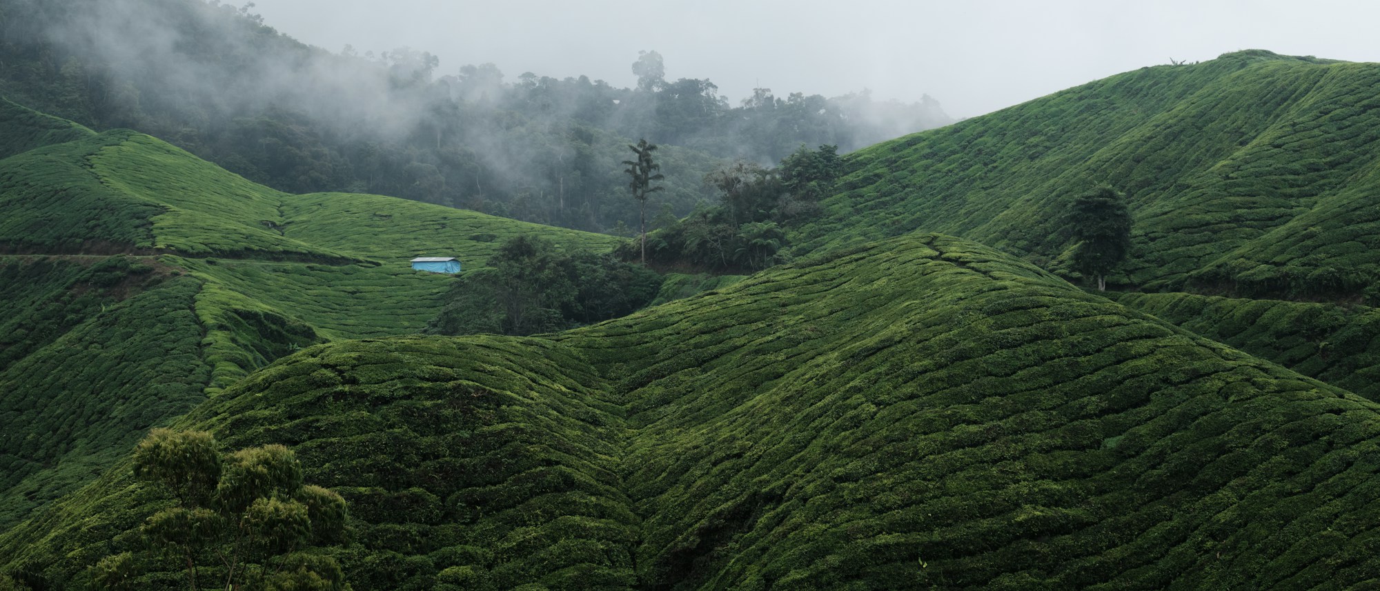 Pemandangan ladang teh Cameron Highlands sebagai inspirasi perjalanan Malaysia